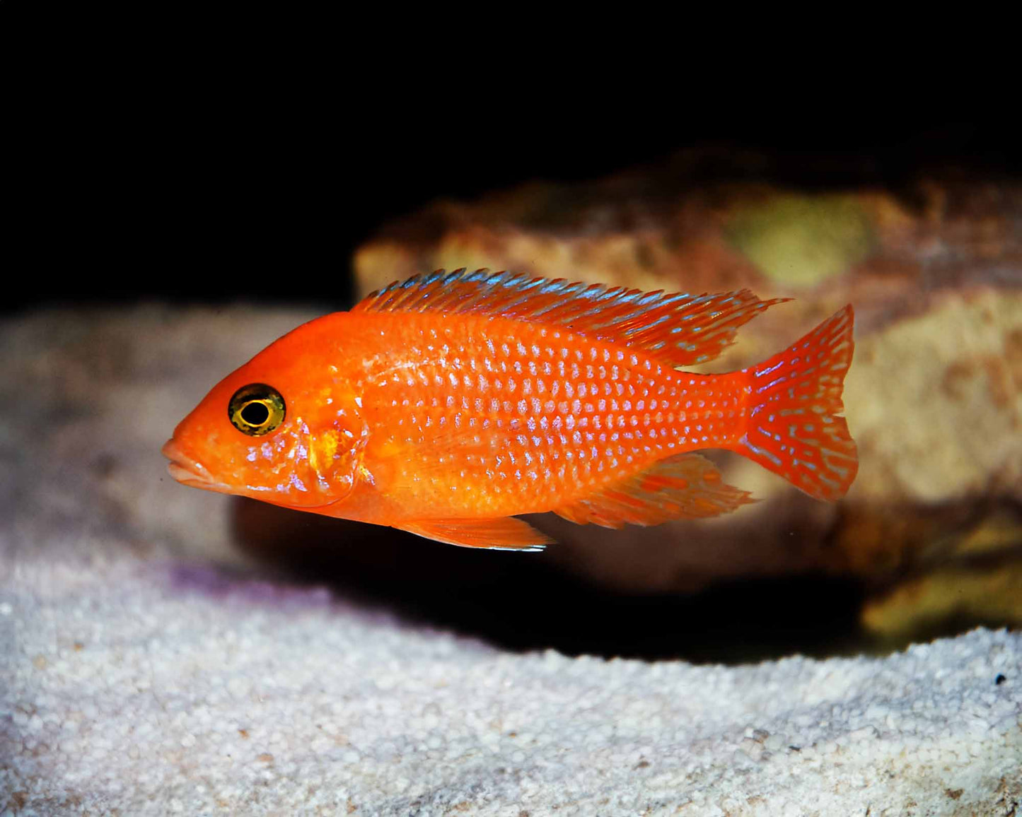 Red Zebra Cichlid Live Tropical Fish