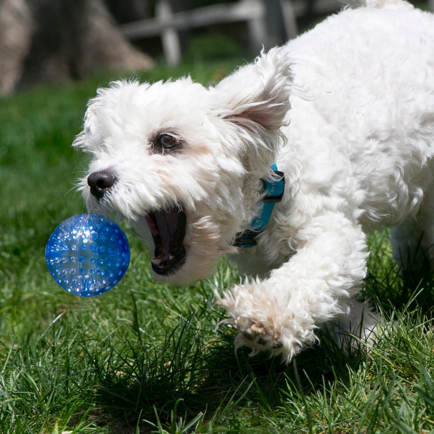Kong Squeezz Geodz Large (2pk) - Kong Dog Toys - The Family Pet