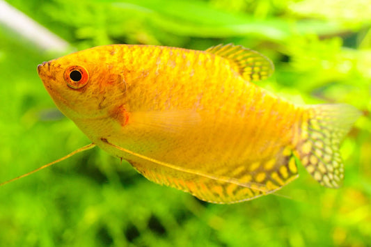 Gold Gourami Tropical Fish