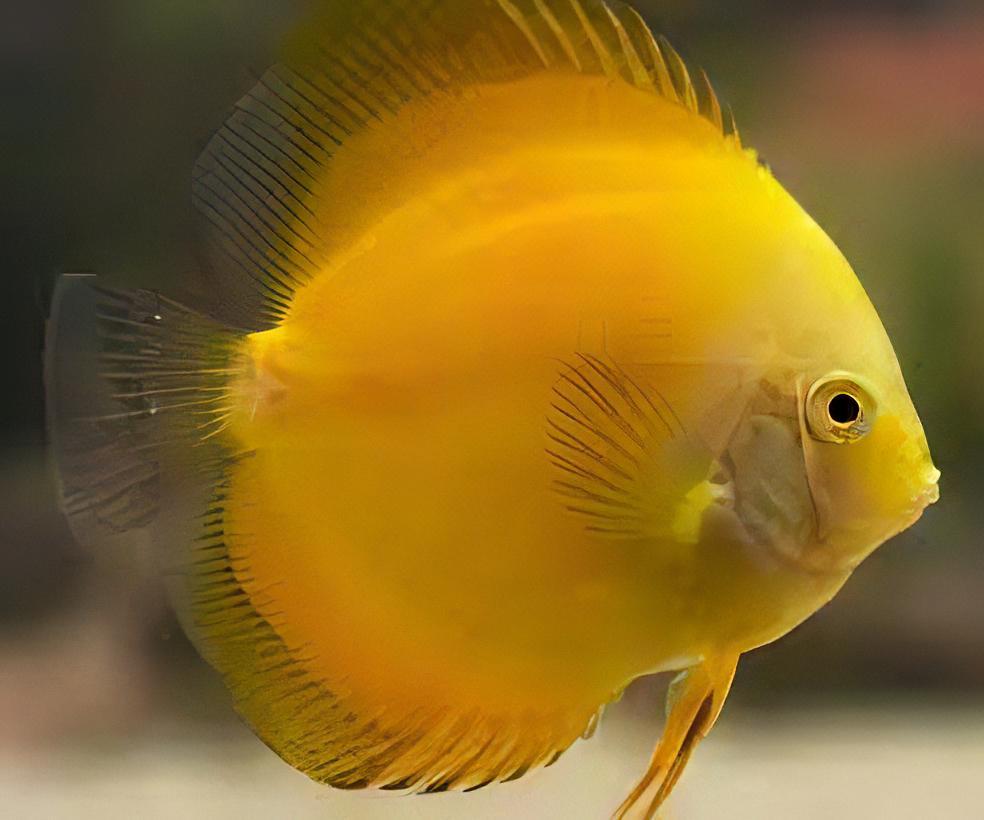Golden Discus Tropical Fish (4)