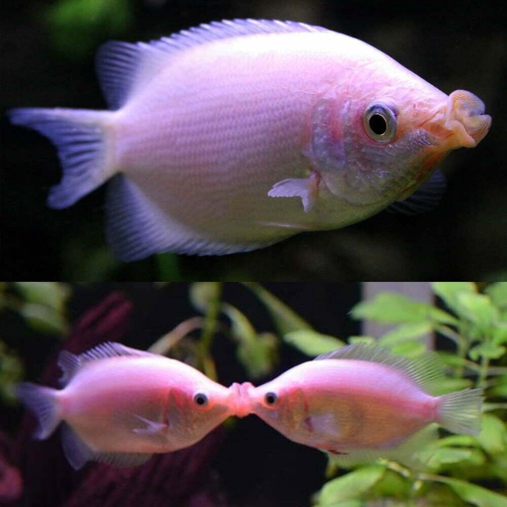 Pink Kissing Gourami Live Tropical Fish