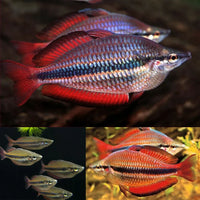 Goyder River rainbowfish (Melanotaenia trifasciata) (PAIR)