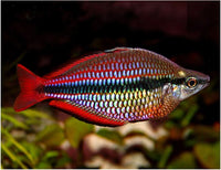 Goyder River rainbowfish (Melanotaenia trifasciata) (PAIR)