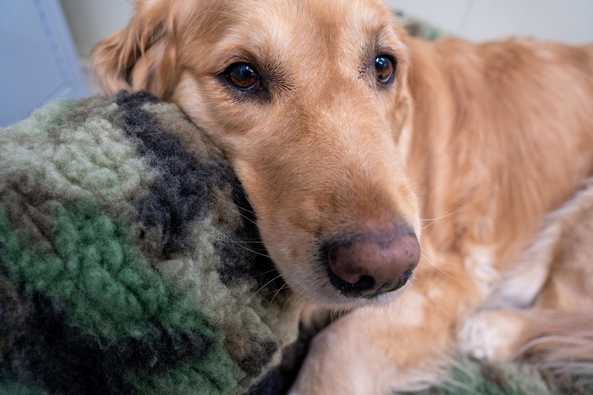 Dog Toy HuggleCause Warrior Canine Connection Camouflage - size and texture image for dog toy