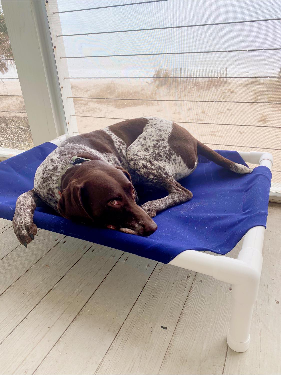 Outdoor Dog Bed Black Sunbrella Fabric 6 Lbs 🛏️