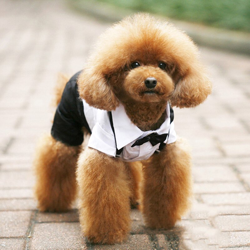 Handsome Stylish Pet Suit with Bow Tie - Purrfect Pet Kingdom