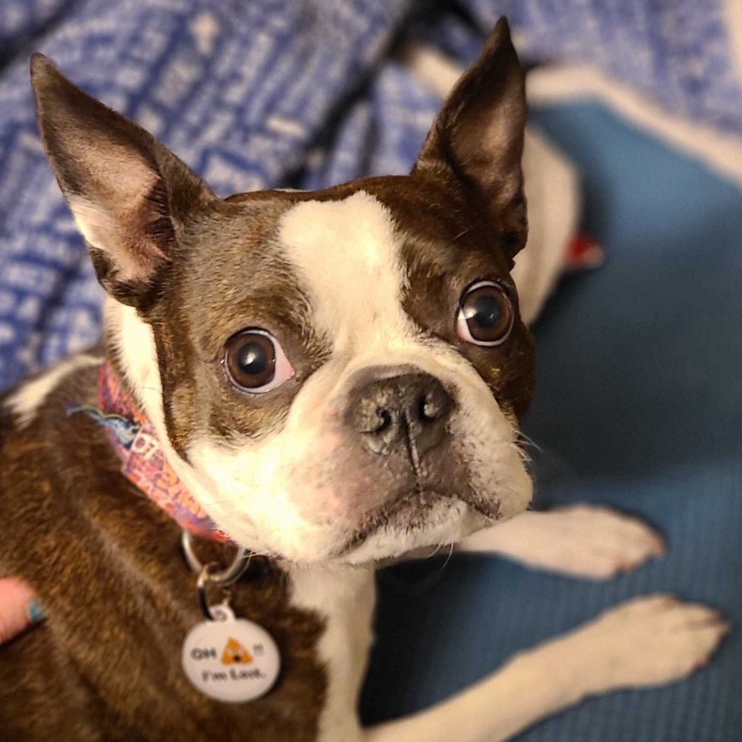 PetHub QR Pet ID Tag – Oh Crap I’m Lost - Purrfect Pet Kingdom