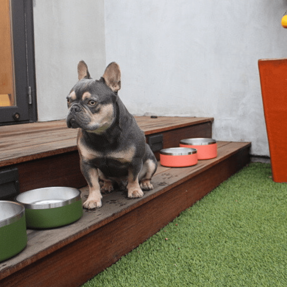 Stainless Steel Pet Bowl – Non-Slip, Durable & Dishwasher Safe | 32oz and 64oz - Purrfect Pet Kingdom