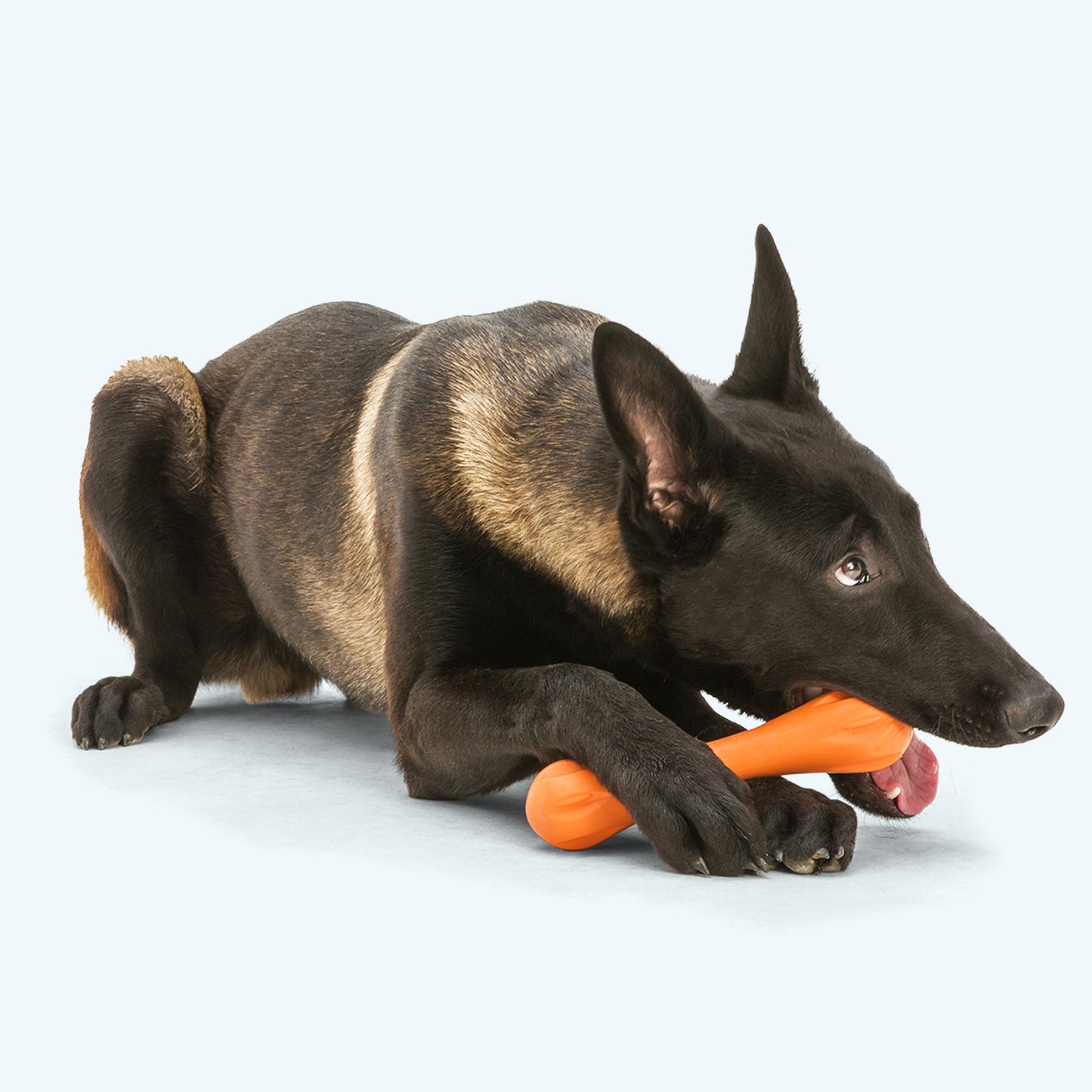 Hurley toy | Purrfect Pet Kingdom