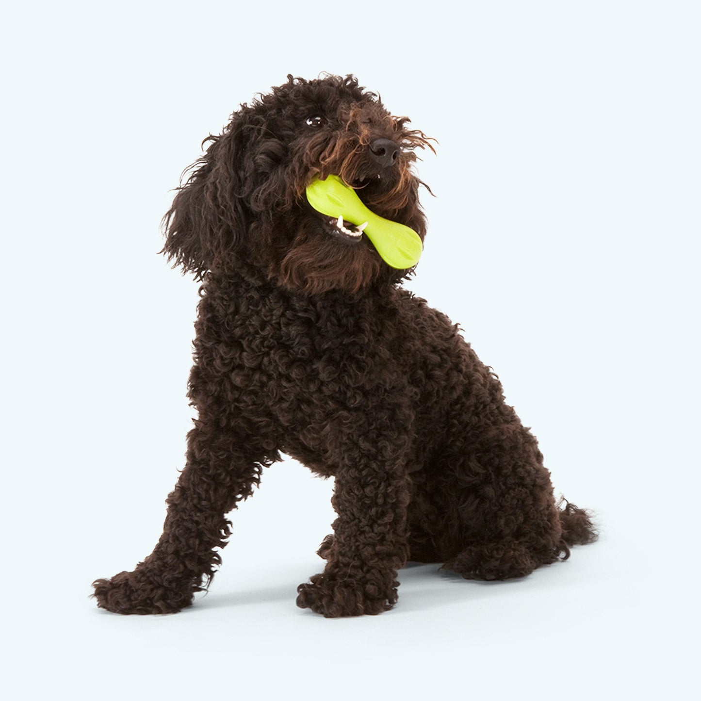 Hurley toy | Purrfect Pet Kingdom