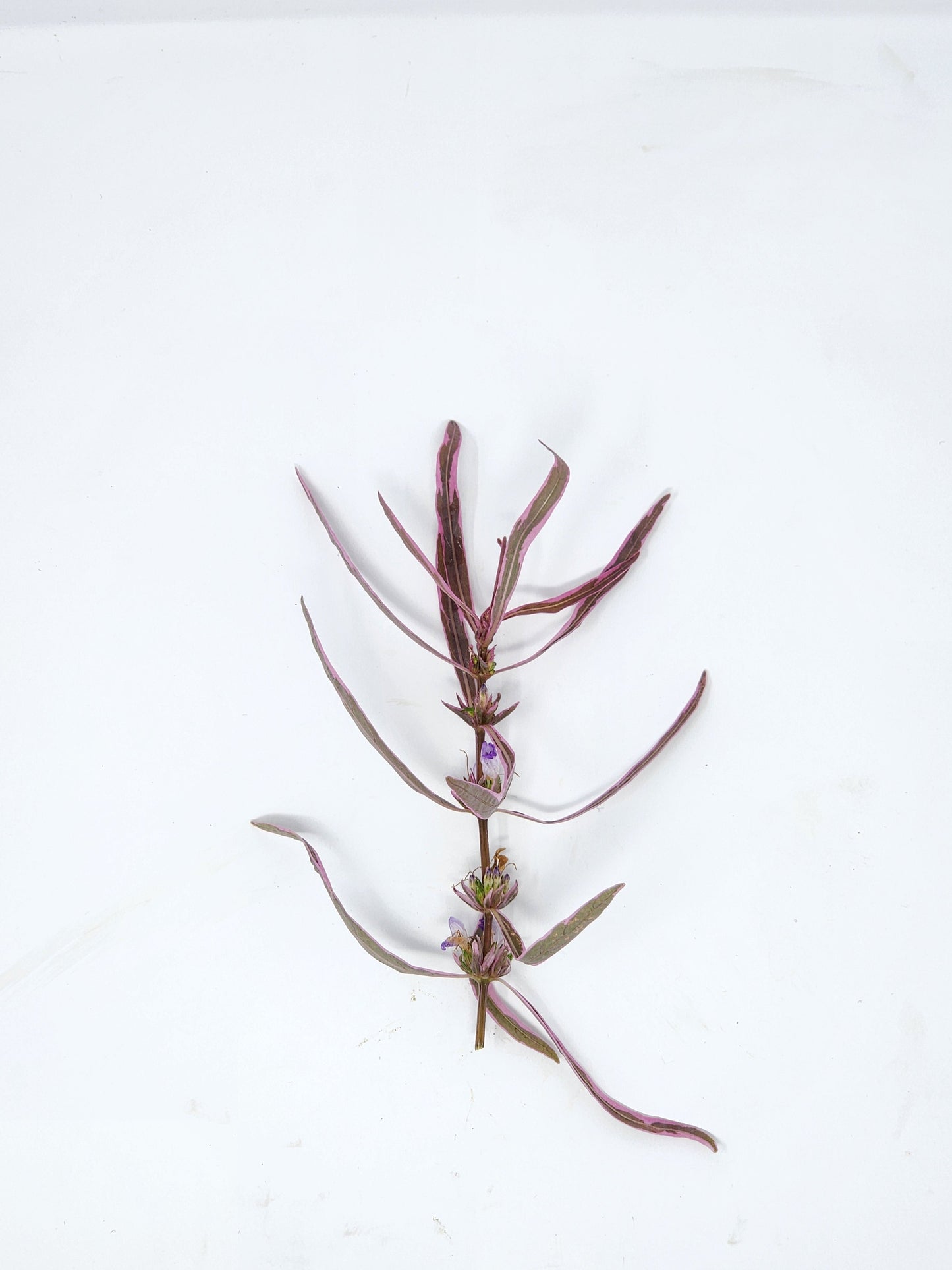 Hygrophila Araguaia Chai