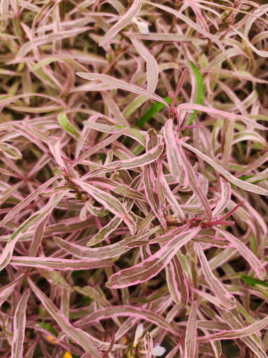 Hygrophila Araguaia Chai