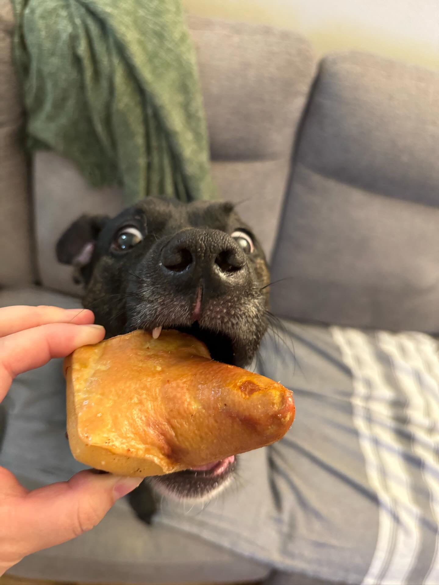 Pork Tails | Purrfect Pet Kingdom