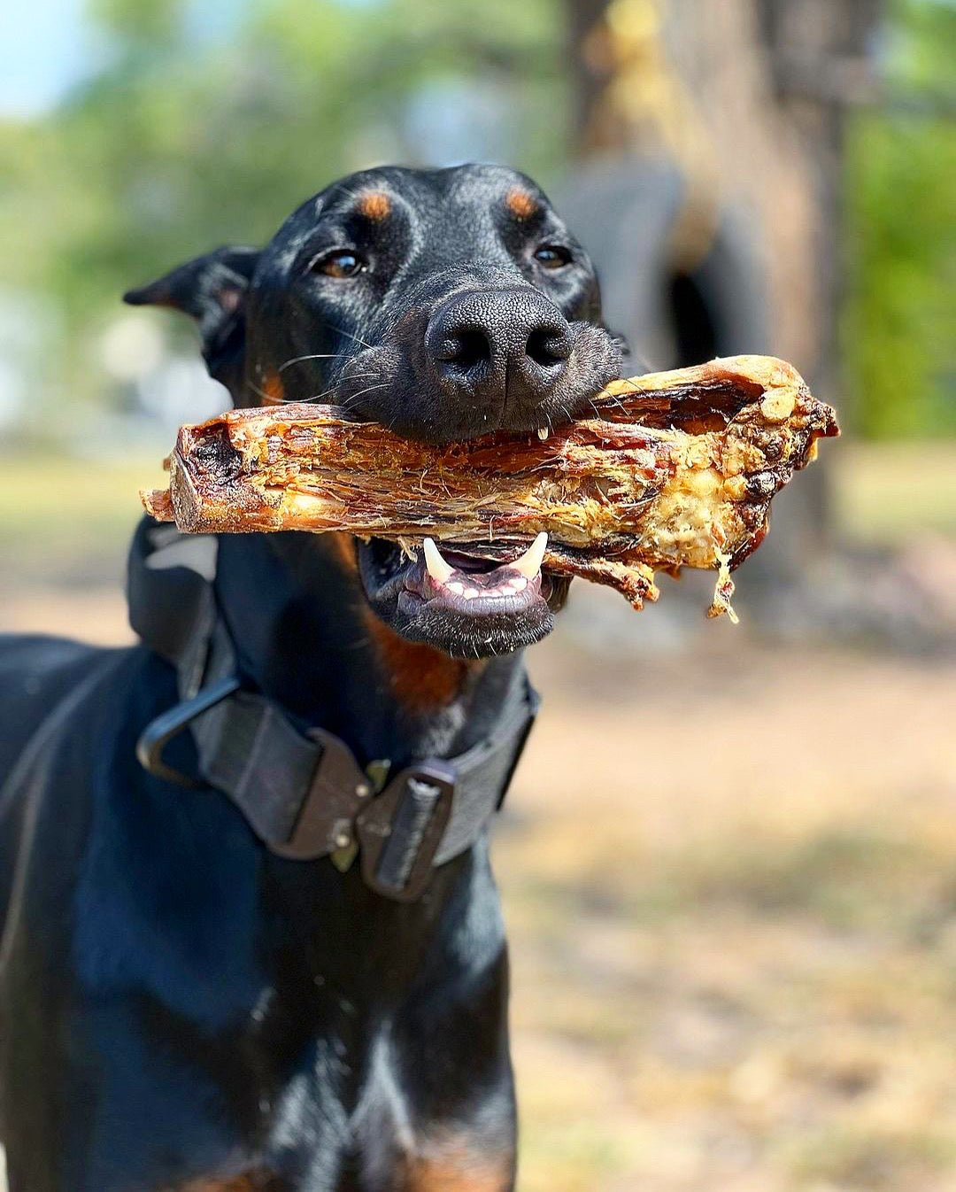Lamb Shank (GFF & Pasture Raised) | Purrfect Pet Kingdom