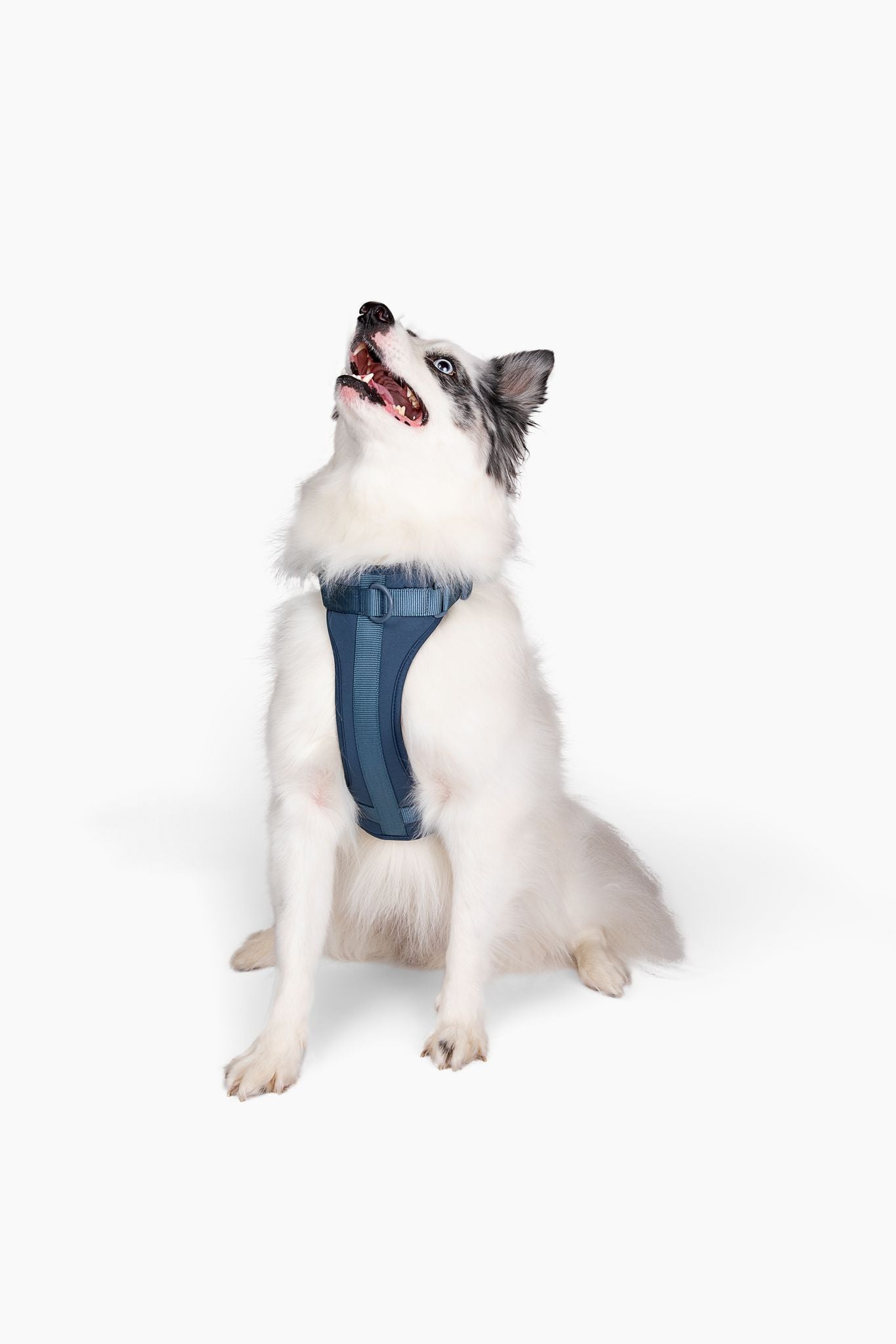 Harness - Pet Collars & Harnesses - Come Here Buddy