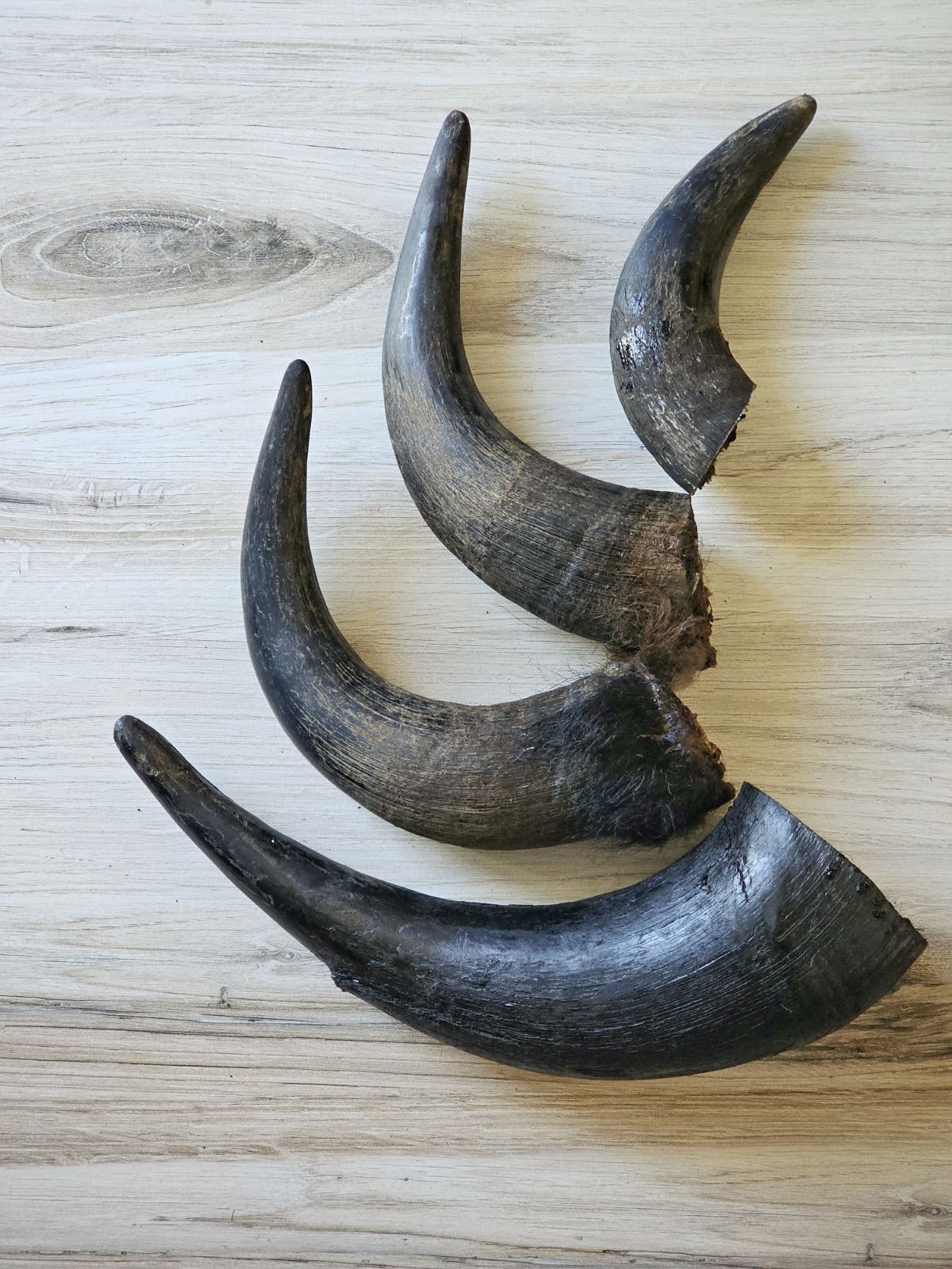 Bison Horn (Grass Fed & Finished) | Purrfect Pet Kingdom