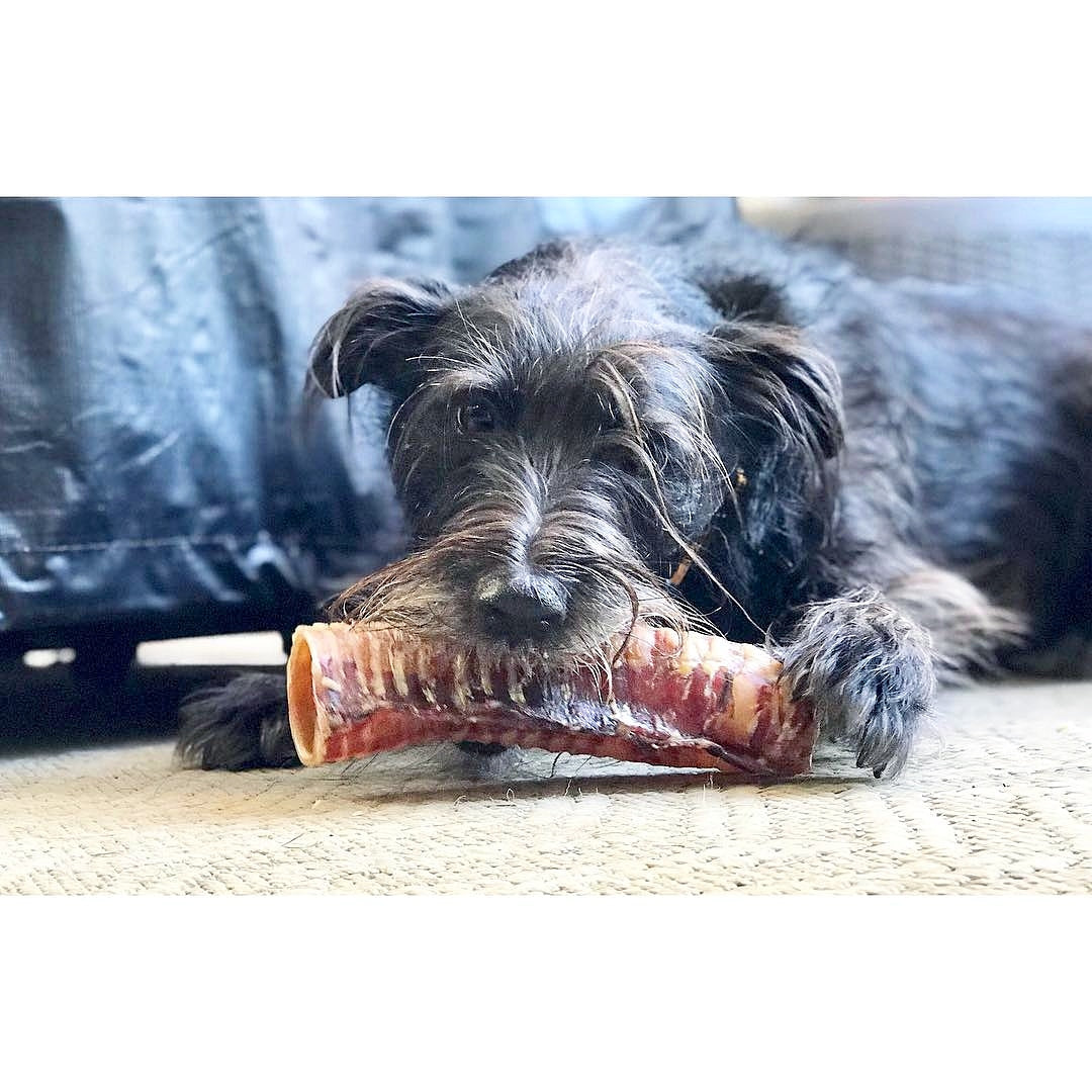 Beef Trachea (Grass Fed & Finished) | Purrfect Pet Kingdom