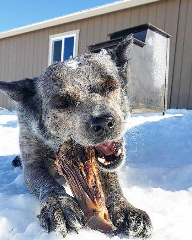 Purrfect Kingdom™ - Lamb Shank Single Ingredient Reward Treat