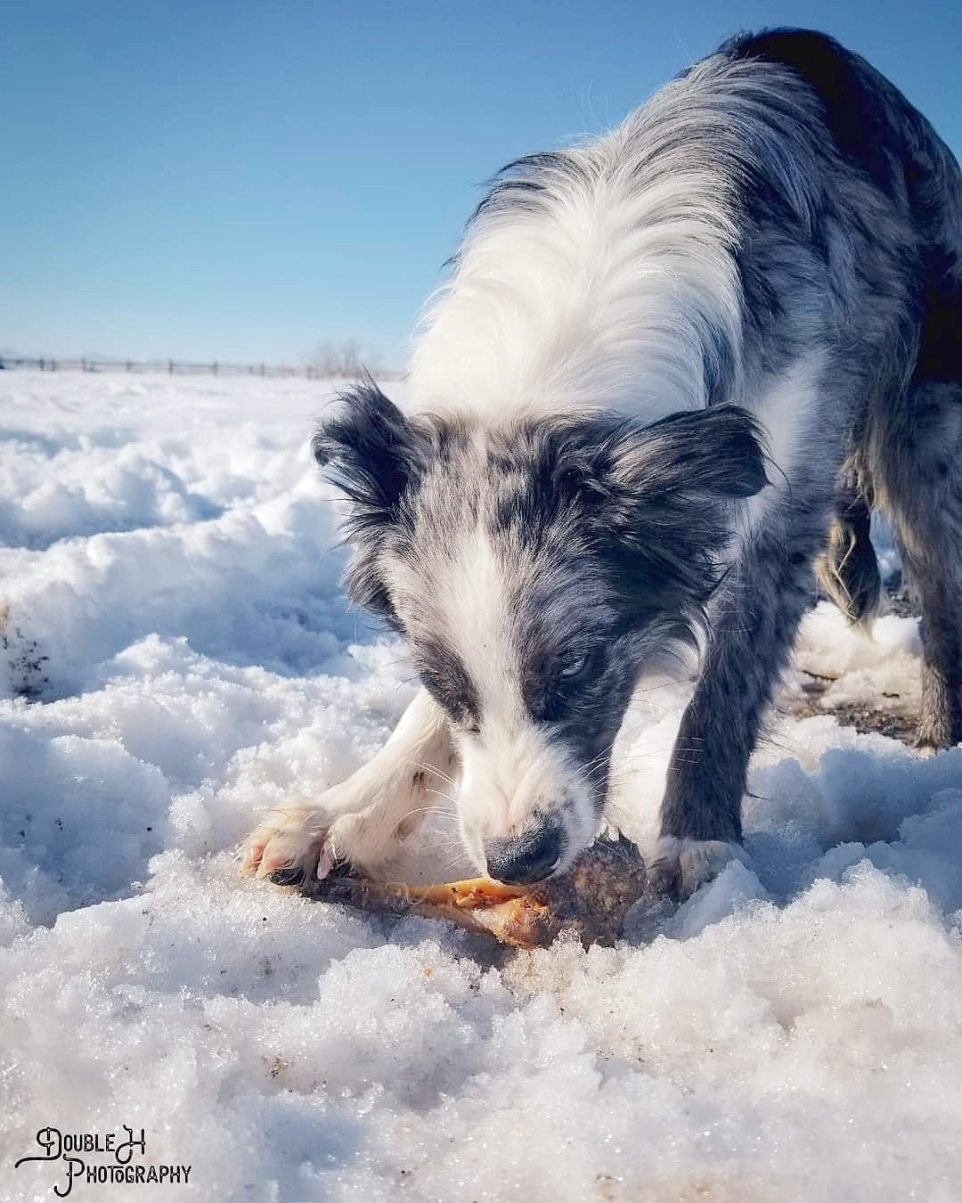 Lamb Shank (GFF & Pasture Raised) | Purrfect Pet Kingdom