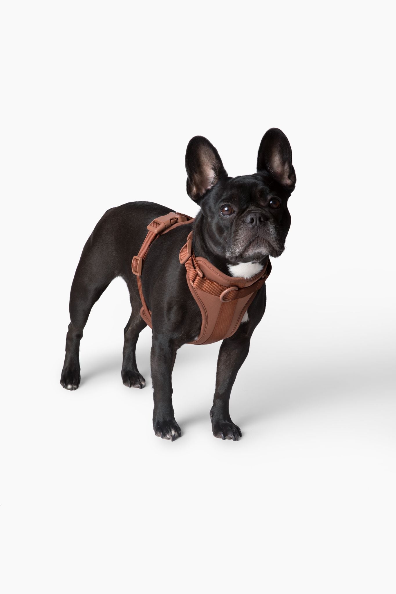 Harness - Pet Collars & Harnesses - Come Here Buddy