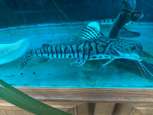 Dolphin Head Tiger ShovelNose Catfish 16"