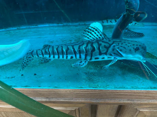 Dolphin Head Tiger ShovelNose Catfish 16"