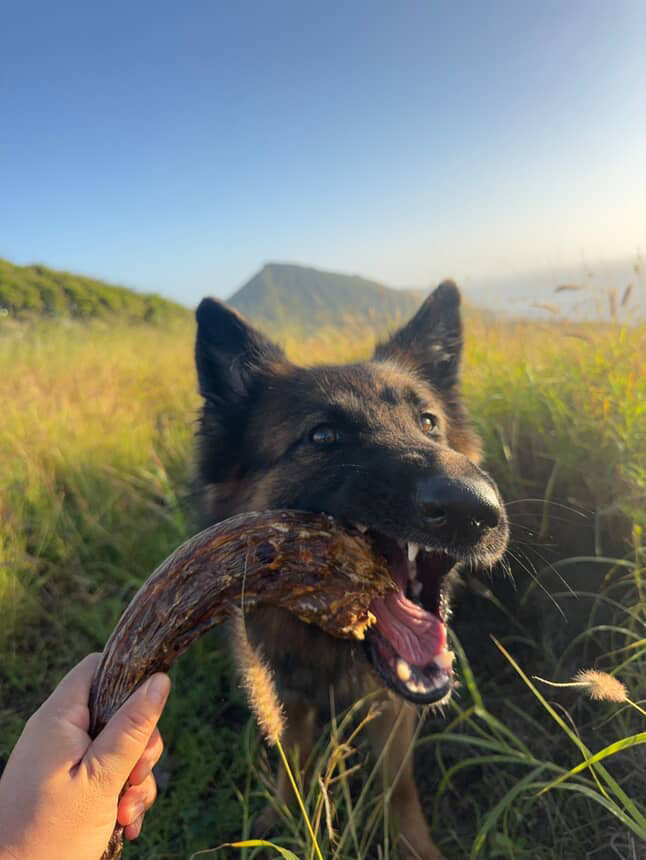 Dog Treats Turkey Neck Single Ingredient Chews Natural Rewar - lifestyle view