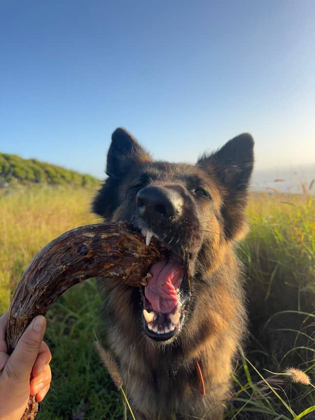 Dog Treats Turkey Neck Single Ingredient Chews Natural Rewar - close up view