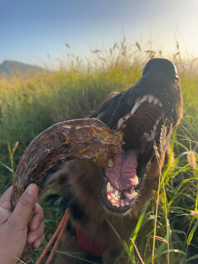 Dog Treats Turkey Neck Single Ingredient Chews Natural Rewar - gallery image 5