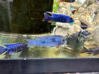 Blue Dolphin Hap Cichlid (Cyrtocara moorii)