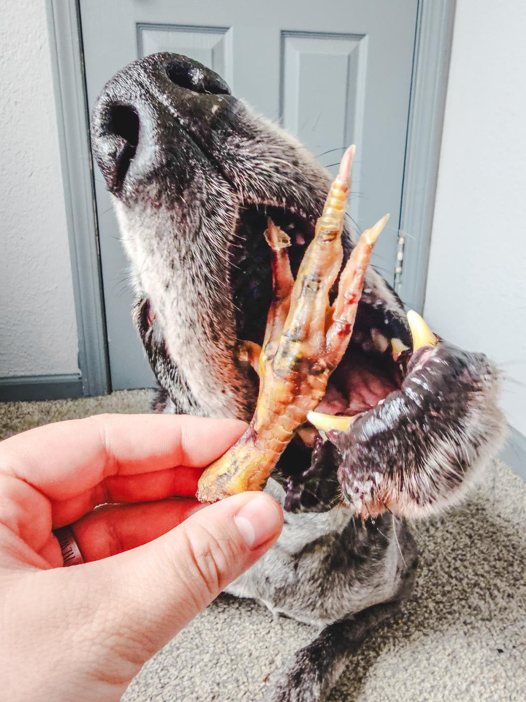 Purrfect Kingdom™ - Natural Single Ingredient Chicken Feet Treat