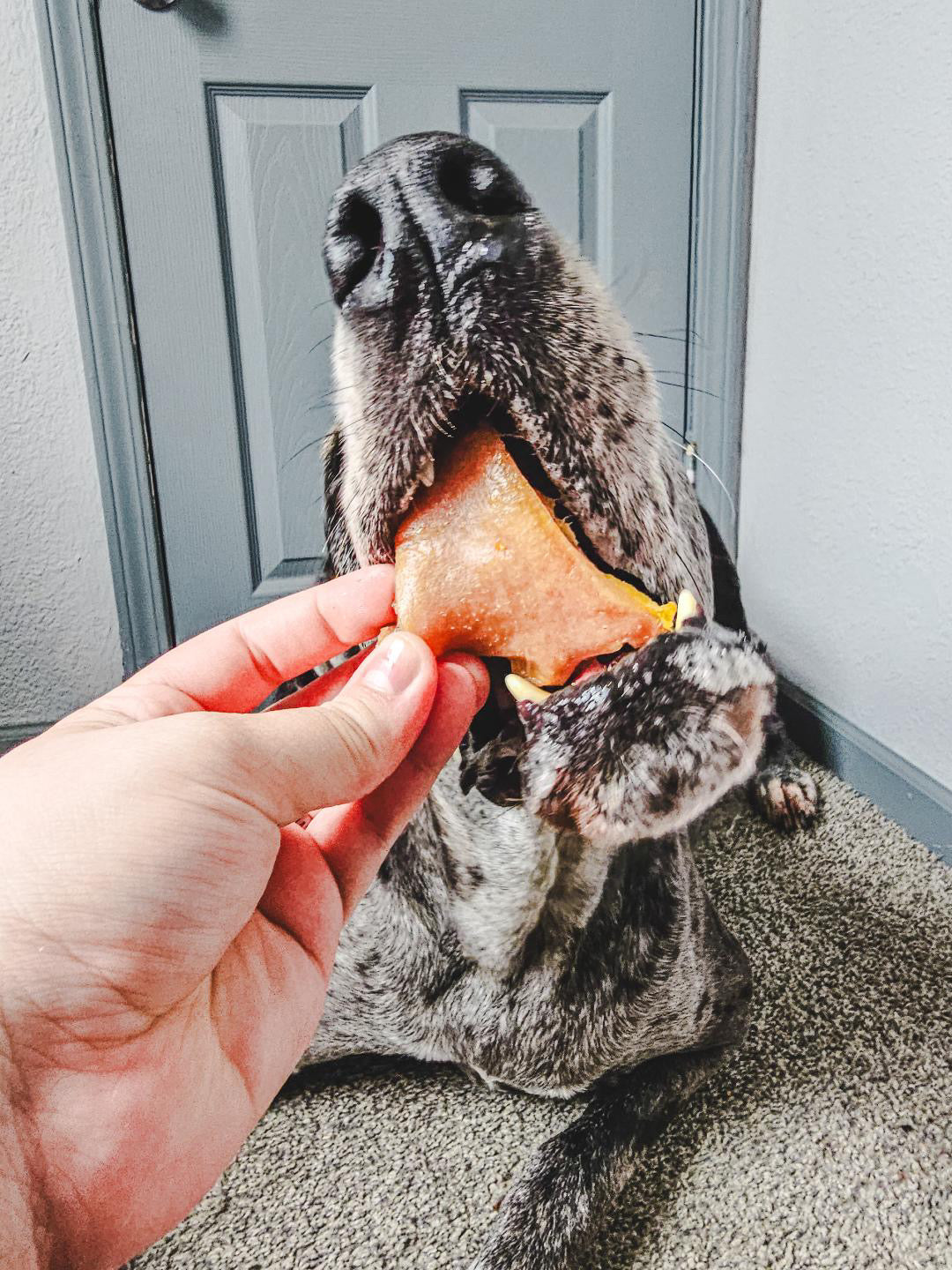 Purrfect Kingdom™ - Natural Pig Snout Training Reward Chew