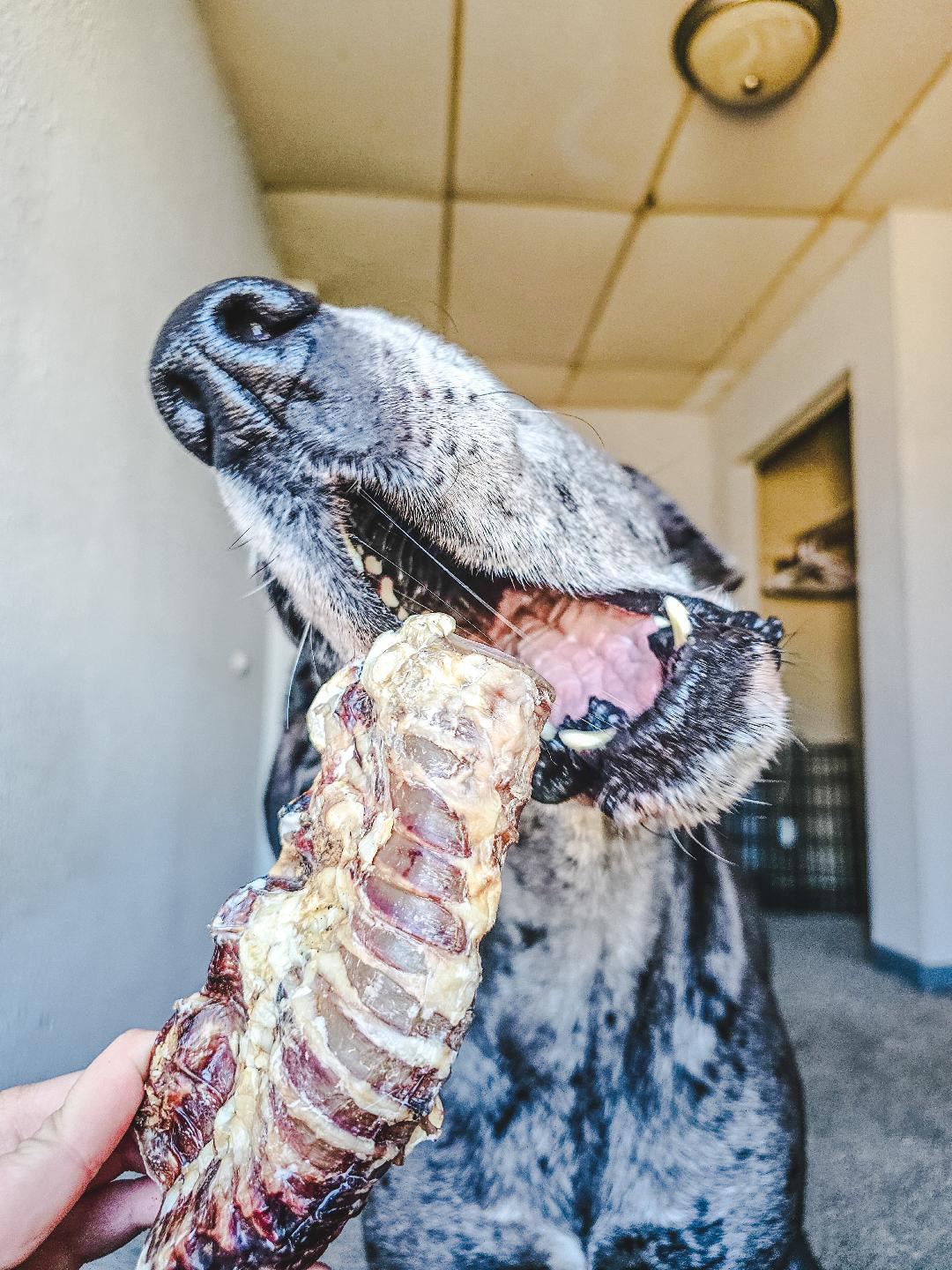 Purrfect Kingdom™ - Single Ingredient Beef Trachea Reward Chew