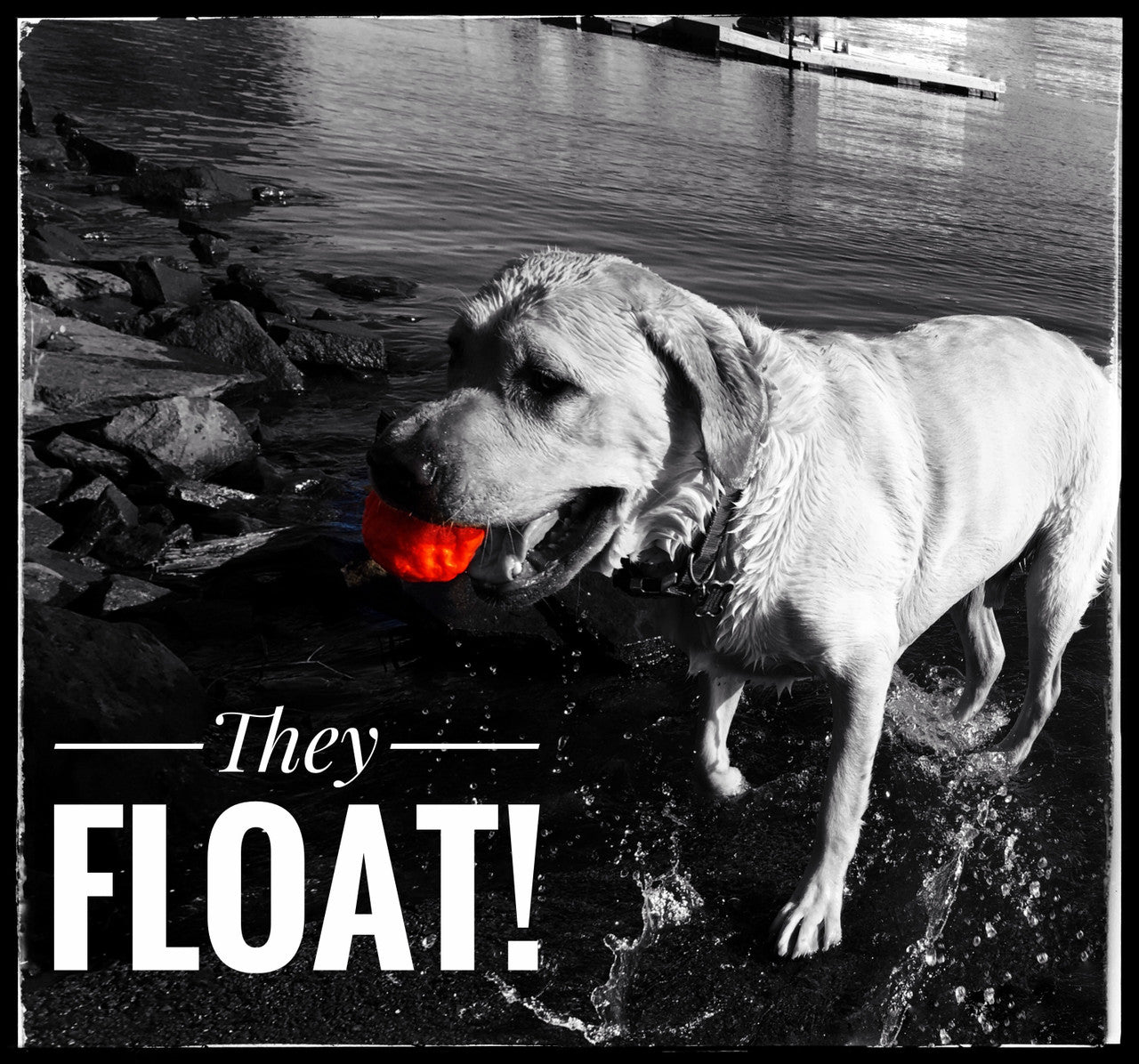 WUNDERBALL - Best Fetch Toy - Purrfect Pet Kingdom