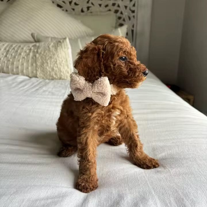 Soft Beige Teddy Fleece Dog Harness and Leash Set Premium S