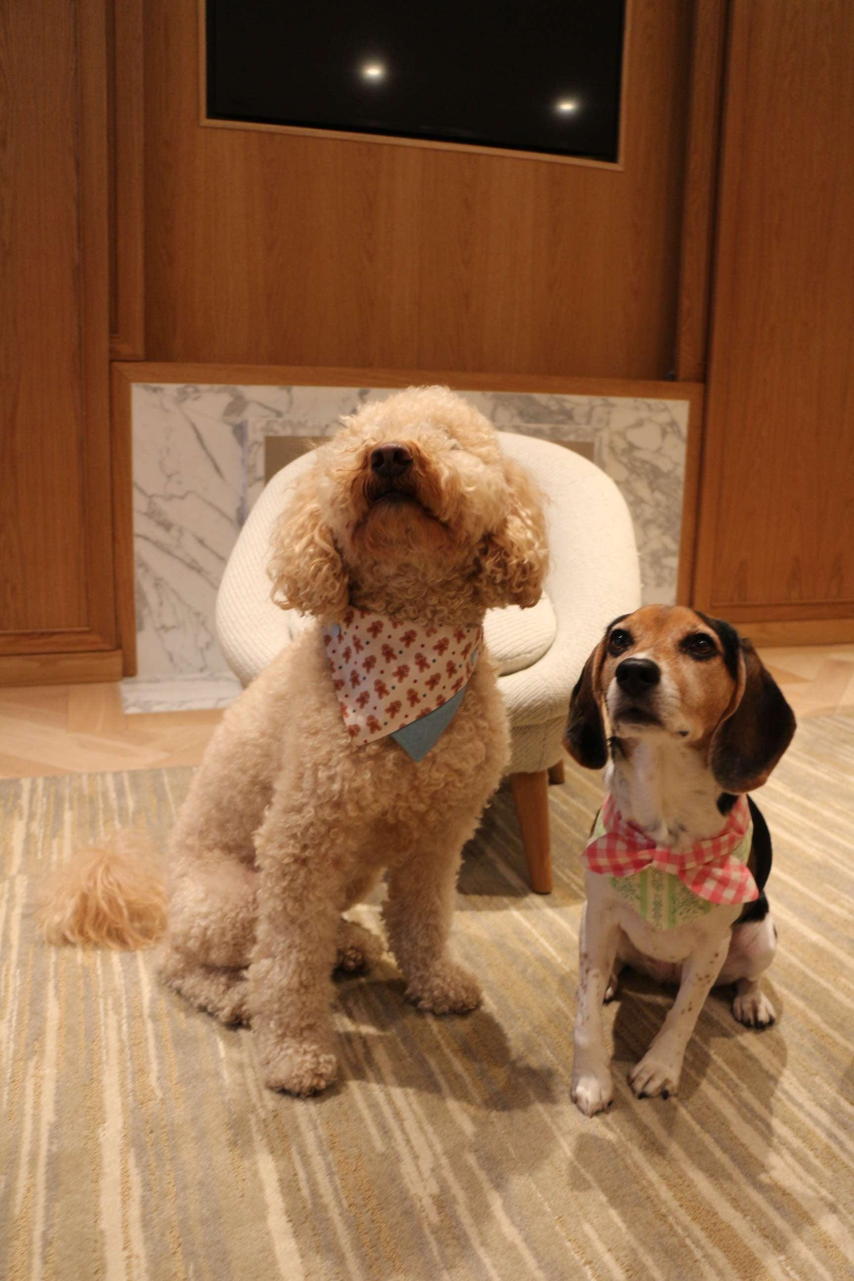 Picnic Bliss Floral Gingham Print Bandana - Dog Bandana - BarkBarkBaby