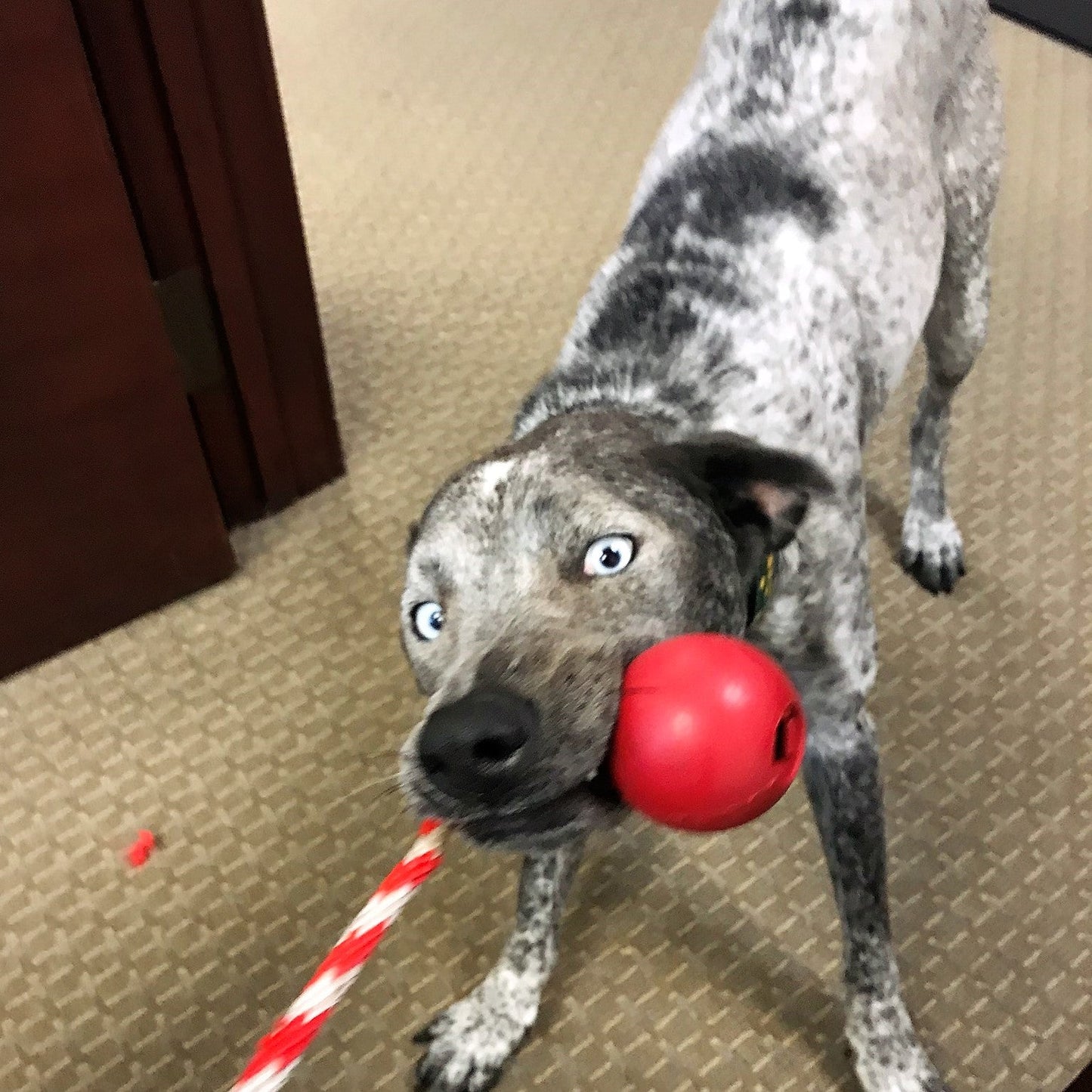 USA-K9 Cherry Bomb Rubber Dog Chew Toy | K9 Handler Reward Toy