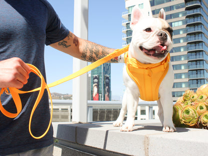 Gold Adjustable Dog Harness for Comfort and Style Walks