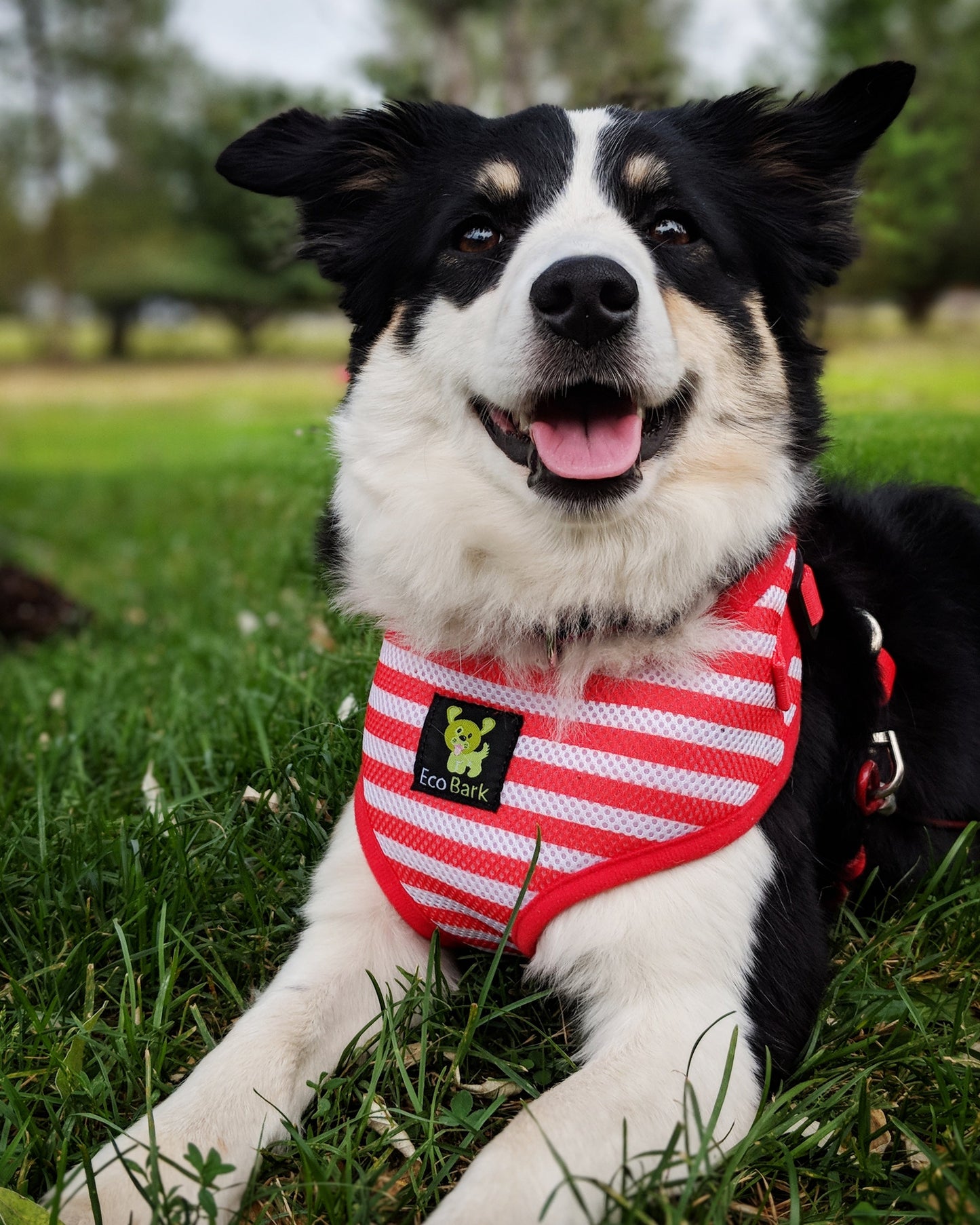 Eco Style Dog Harness with Secure Fit for Dogs and Cats - Dog Harness view 7 from Purrfect Pet Kingdom