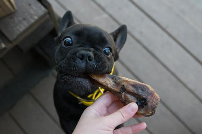 All Natural Duck Head Dental Chews for Small Breed Dog Heal