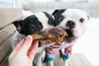 All Natural Duck Head Dental Chews for Small Breed Dog Heal