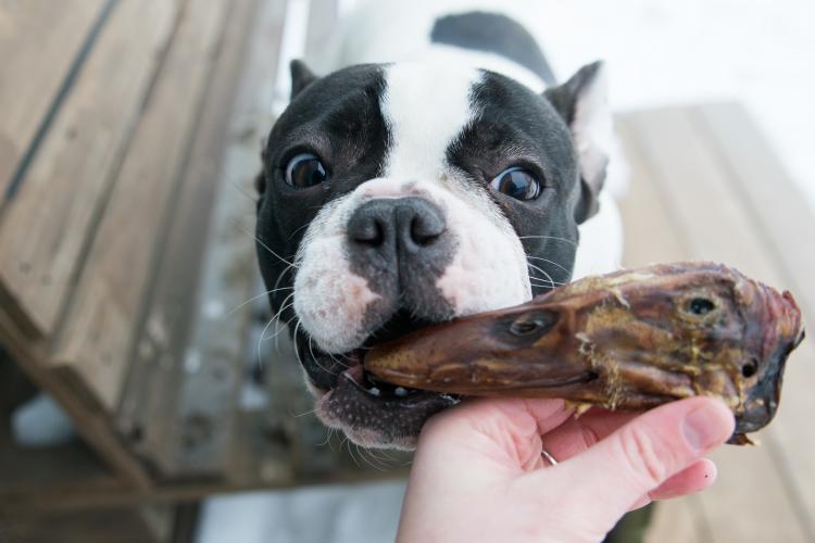 All Natural Duck Head Dental Chews for Small Breed Dog Heal