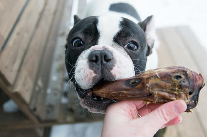 All Natural Duck Head Dental Chews for Small Breed Dog Heal