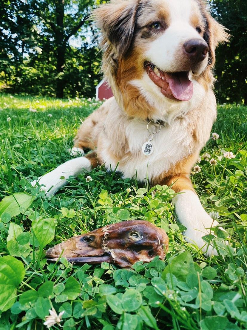 All Natural Duck Head Dental Chews for Small Breed Dog Heal