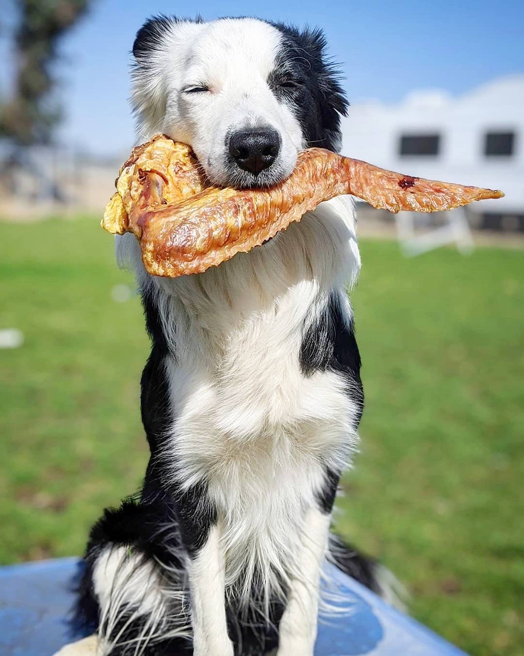 Dog Treats Turkey Wing Single Ingredient Chews Natural Rewar - lifestyle view