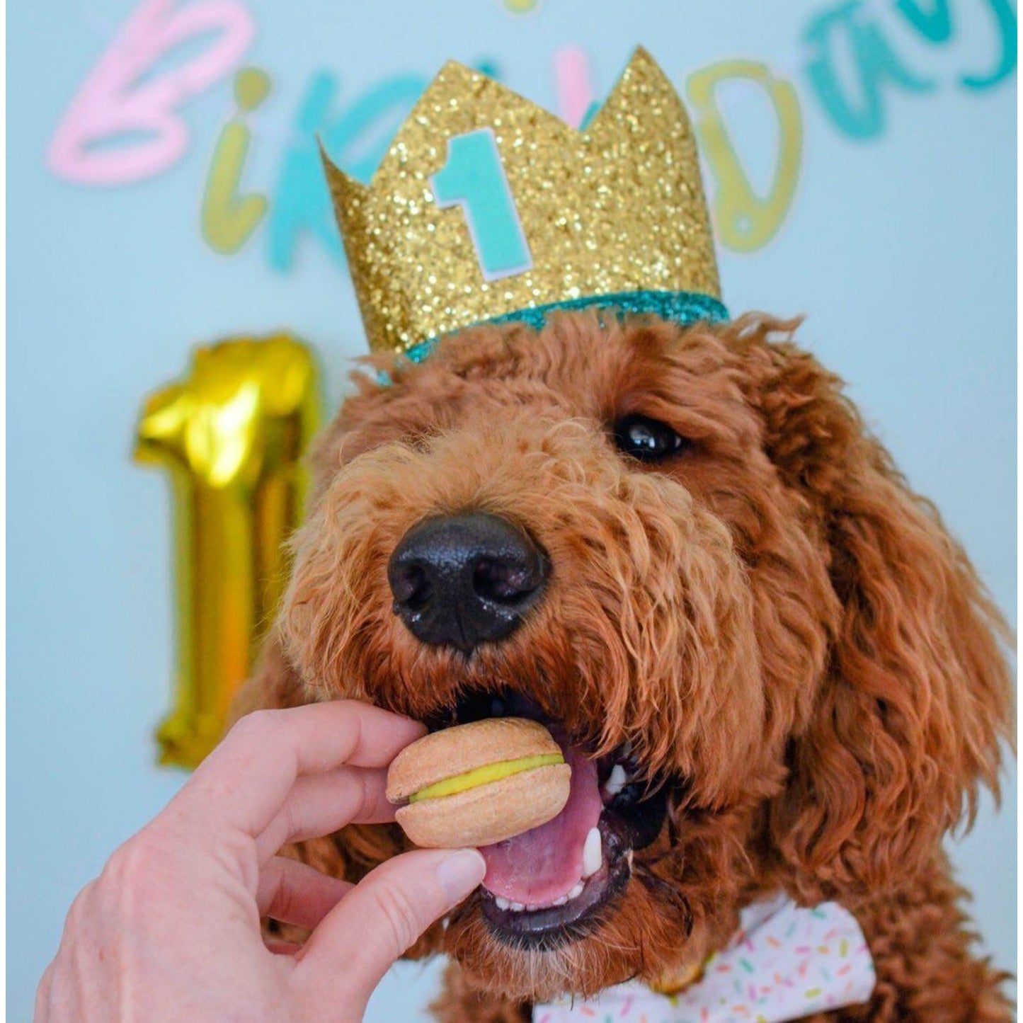 Dog Treats Happy Birthday Treats Gift Box for Daily Use - gallery product image for dog treats