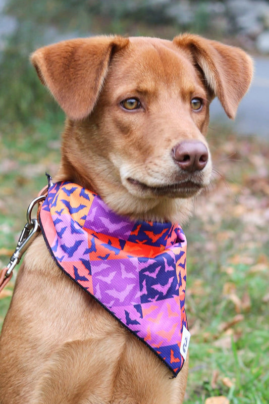 Dog Bandana Halloween Spooky Bat Squares Design ✅