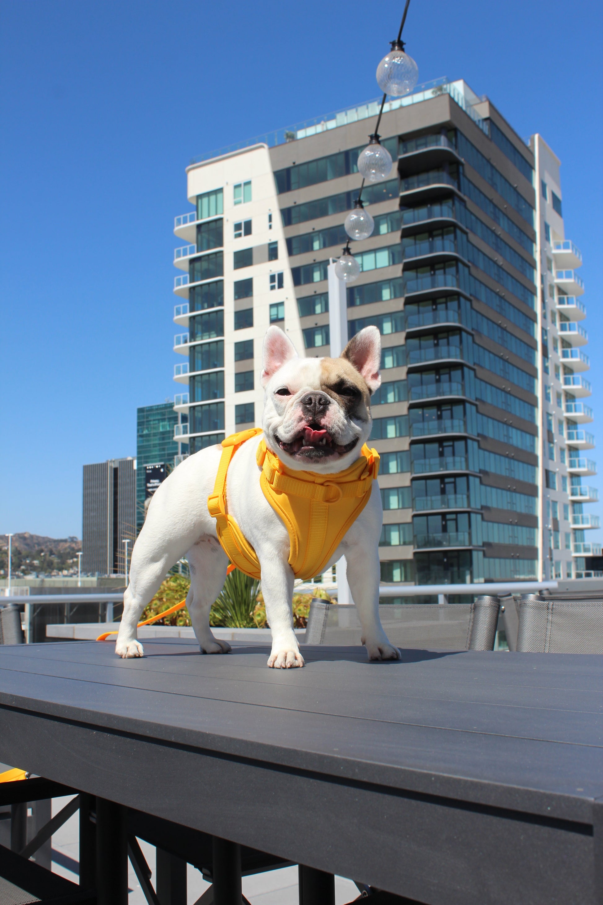 Luxe Harness - Soleil - Luxe Harness - Pawmigo