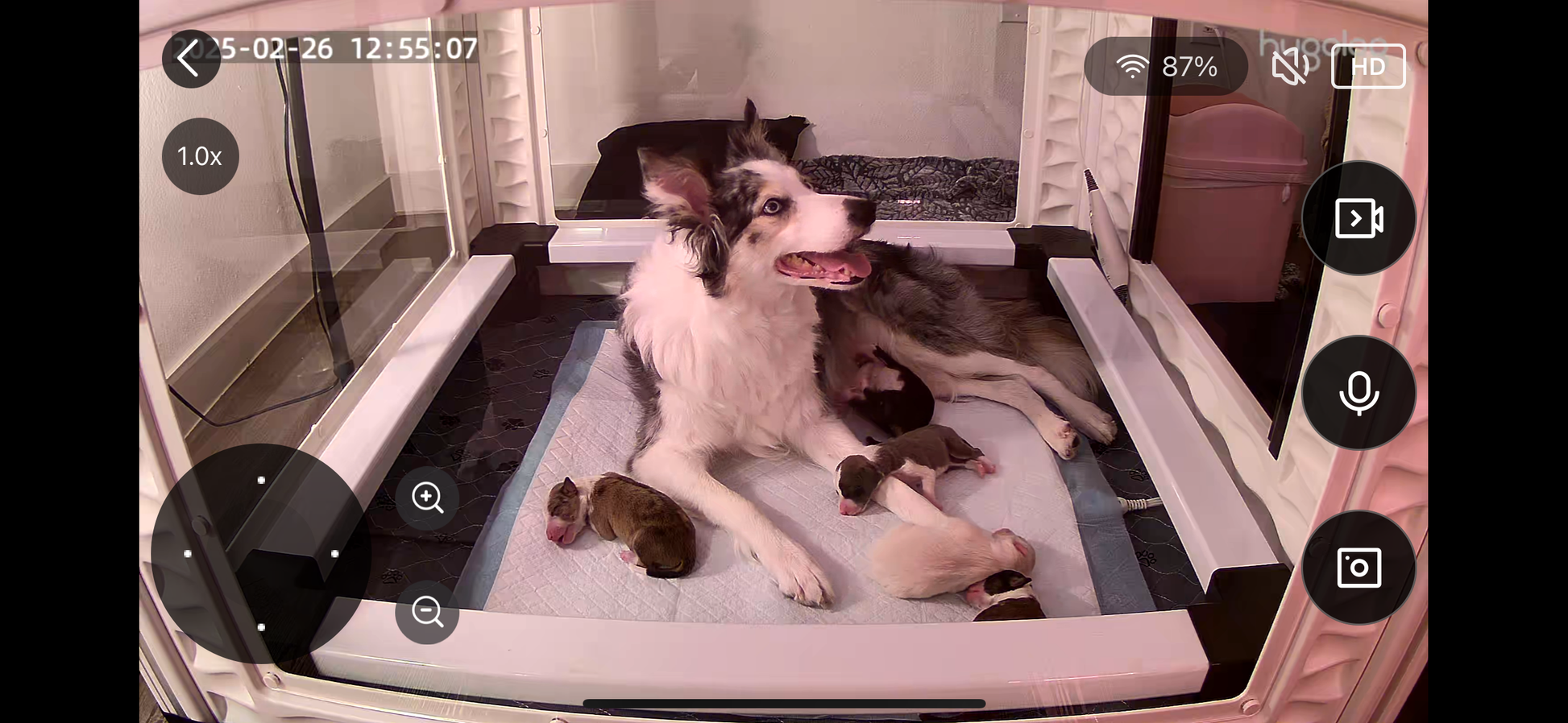 EZclassic TALL Windowed Whelping Box Set w/Rail Assembly - EZwhelp