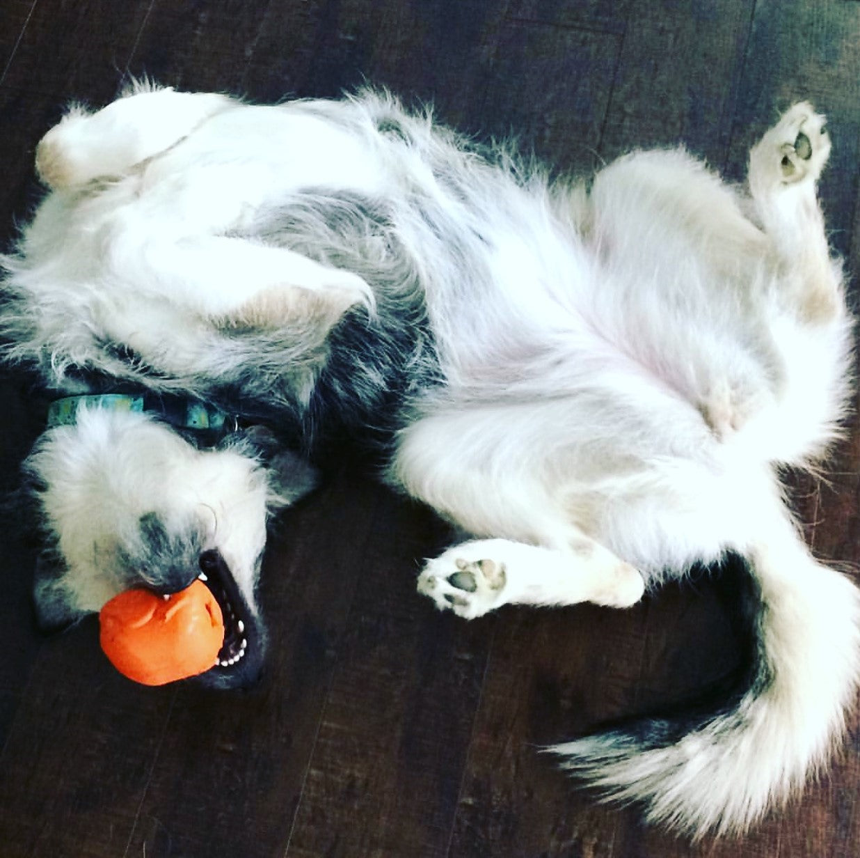 Roasted Turkey Dog Chew Toy & Treat Dispenser - USA Made |